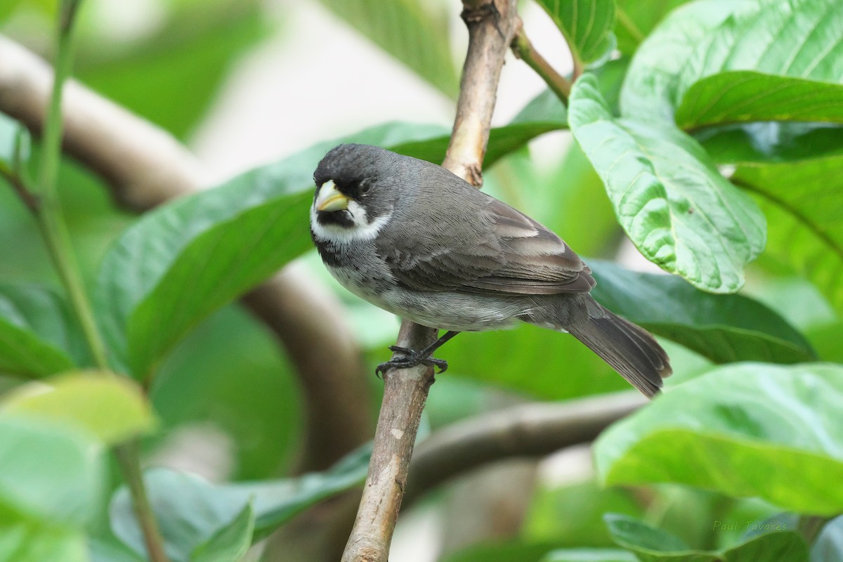 Double-collared Seedeater - ML510284441