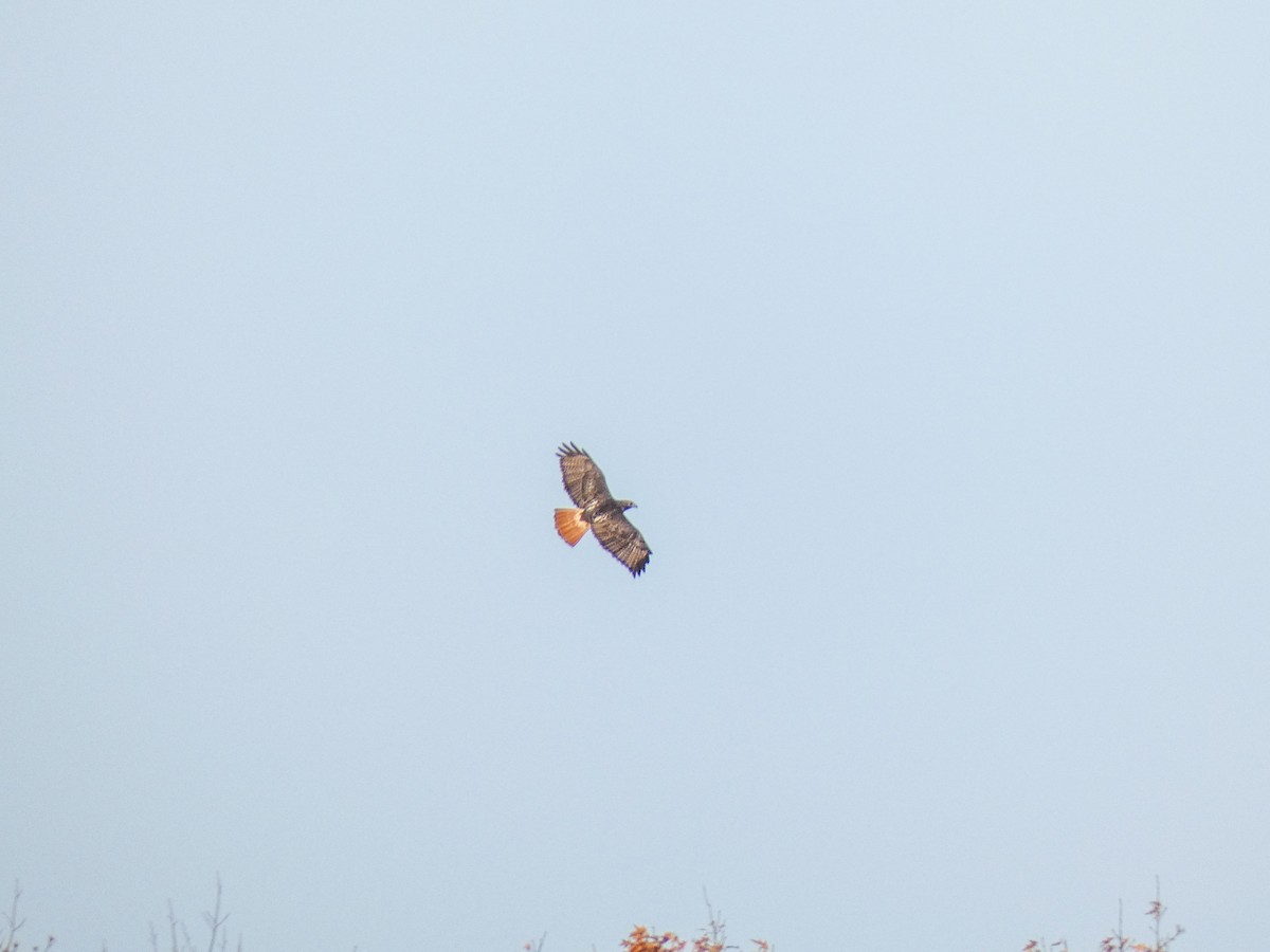 Red-tailed Hawk - ML510284591