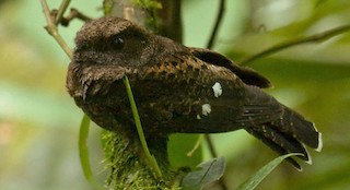  - Choco Poorwill