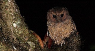  - Rufescent Screech-Owl (Colombian)