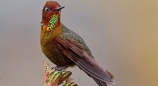  - Coppery Metaltail