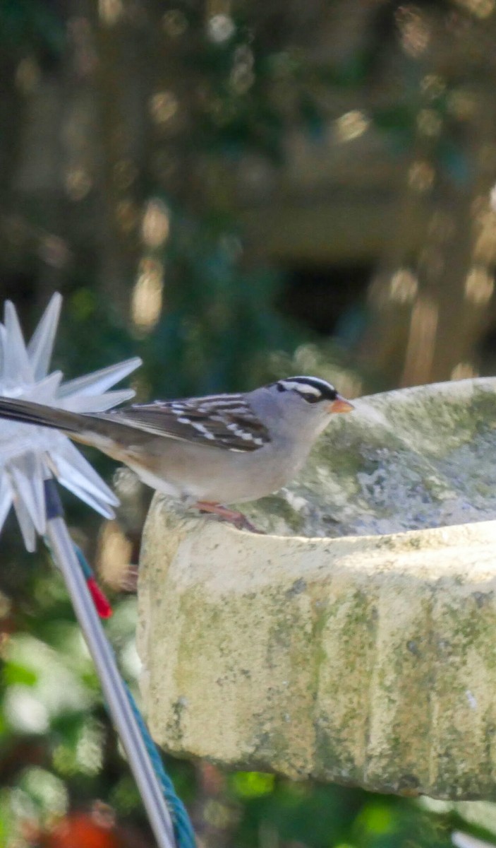 White-crowned Sparrow - ML510294931