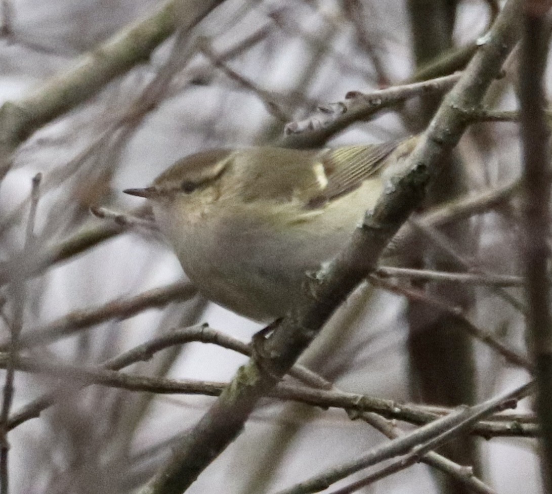 Hume's Warbler - ML510296181