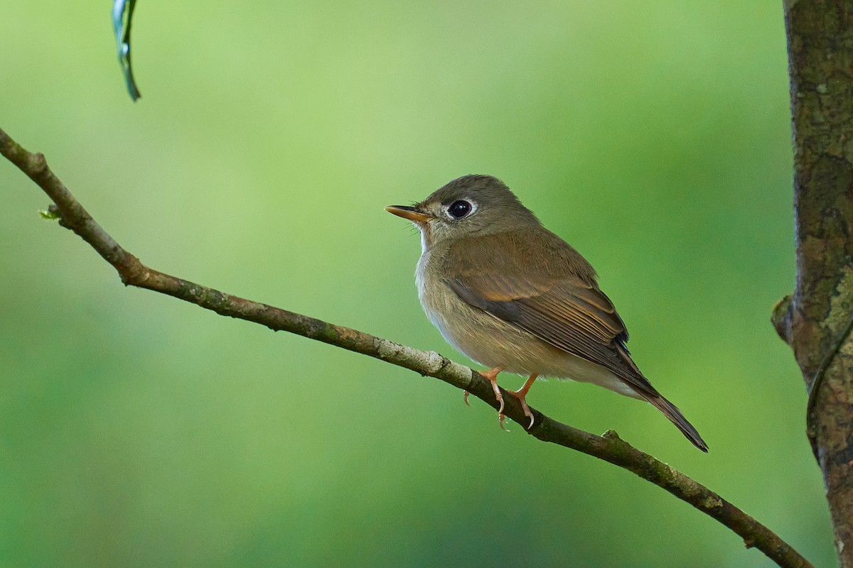 Brown-breasted Flycatcher - Raghavendra  Pai