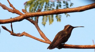  - Dusky Hummingbird