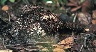  - Dusky Nightjar