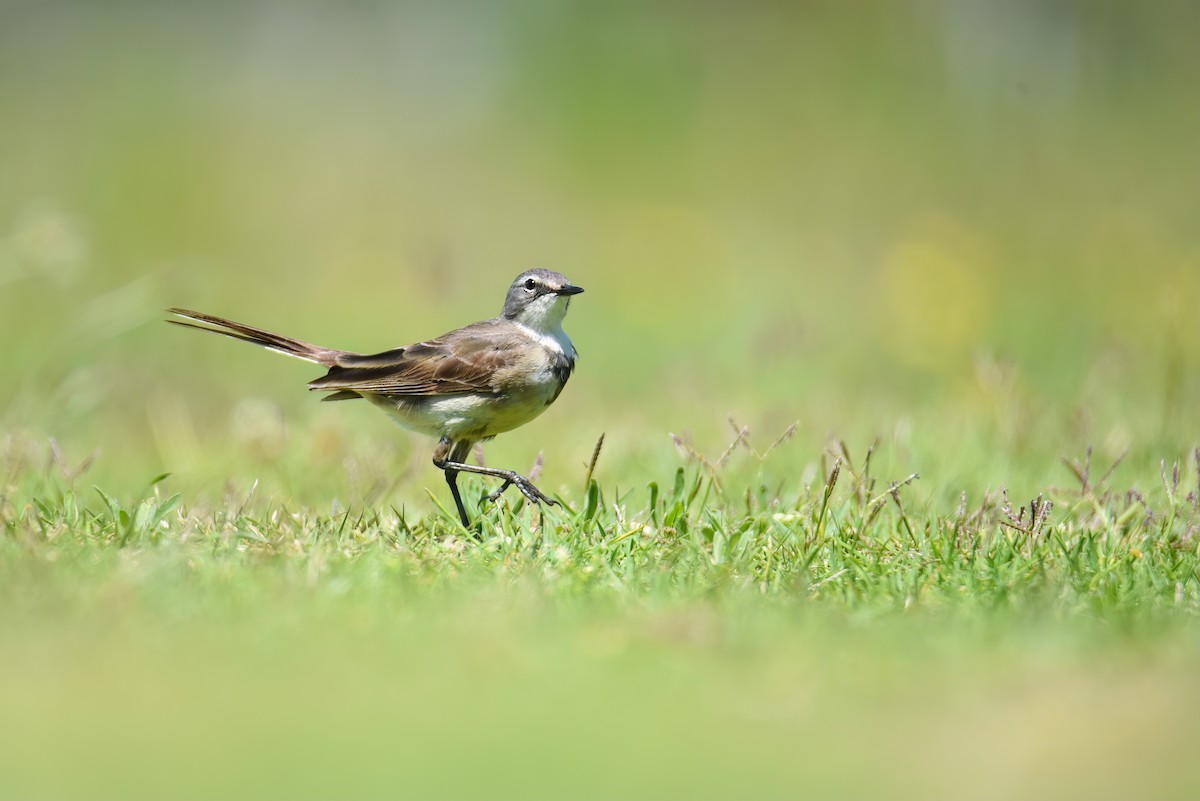 Cape Wagtail - ML510302671