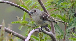  - Dwarf Vireo