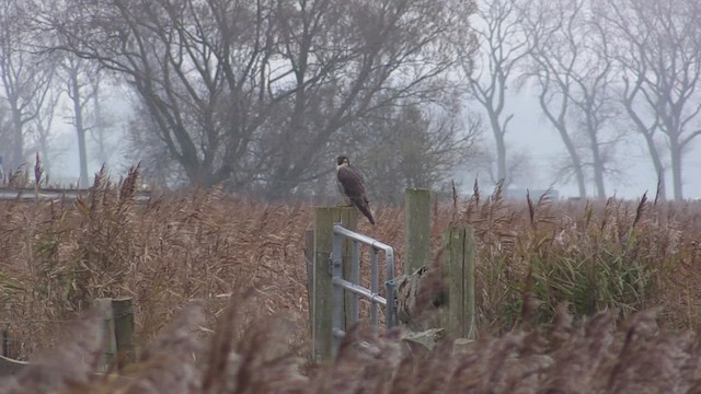 Peregrine Falcon - ML510303971