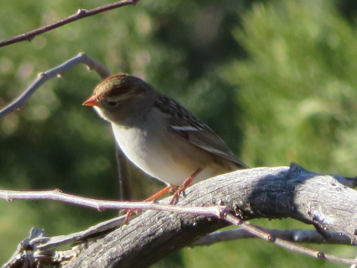 White-crowned Sparrow - ML510305231