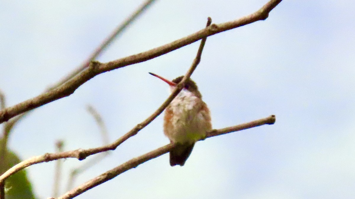 Green-fronted Hummingbird (Cinnamon-sided) - ML510306011