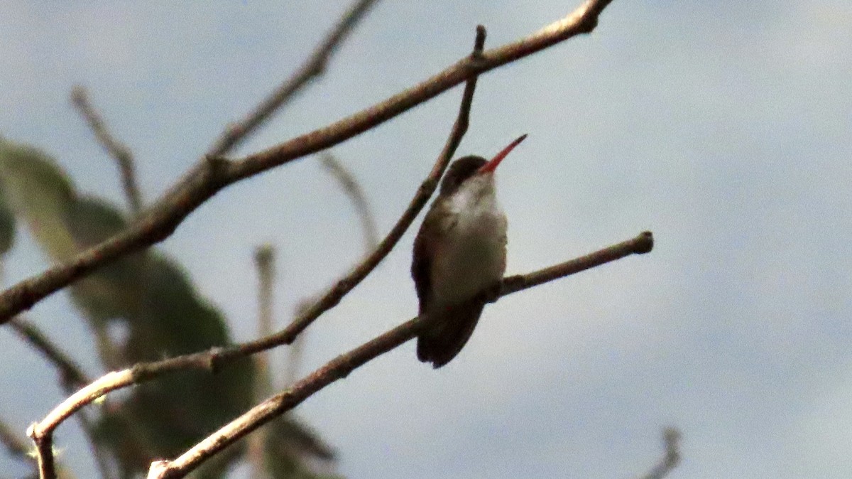 Green-fronted Hummingbird (Cinnamon-sided) - ML510306021