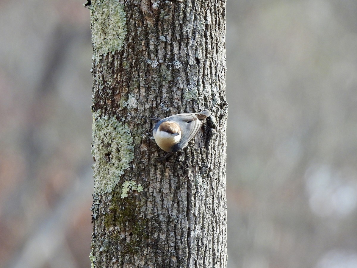 Brown-headed Nuthatch - ML510308421
