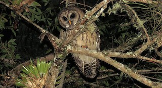  - Fulvous Owl