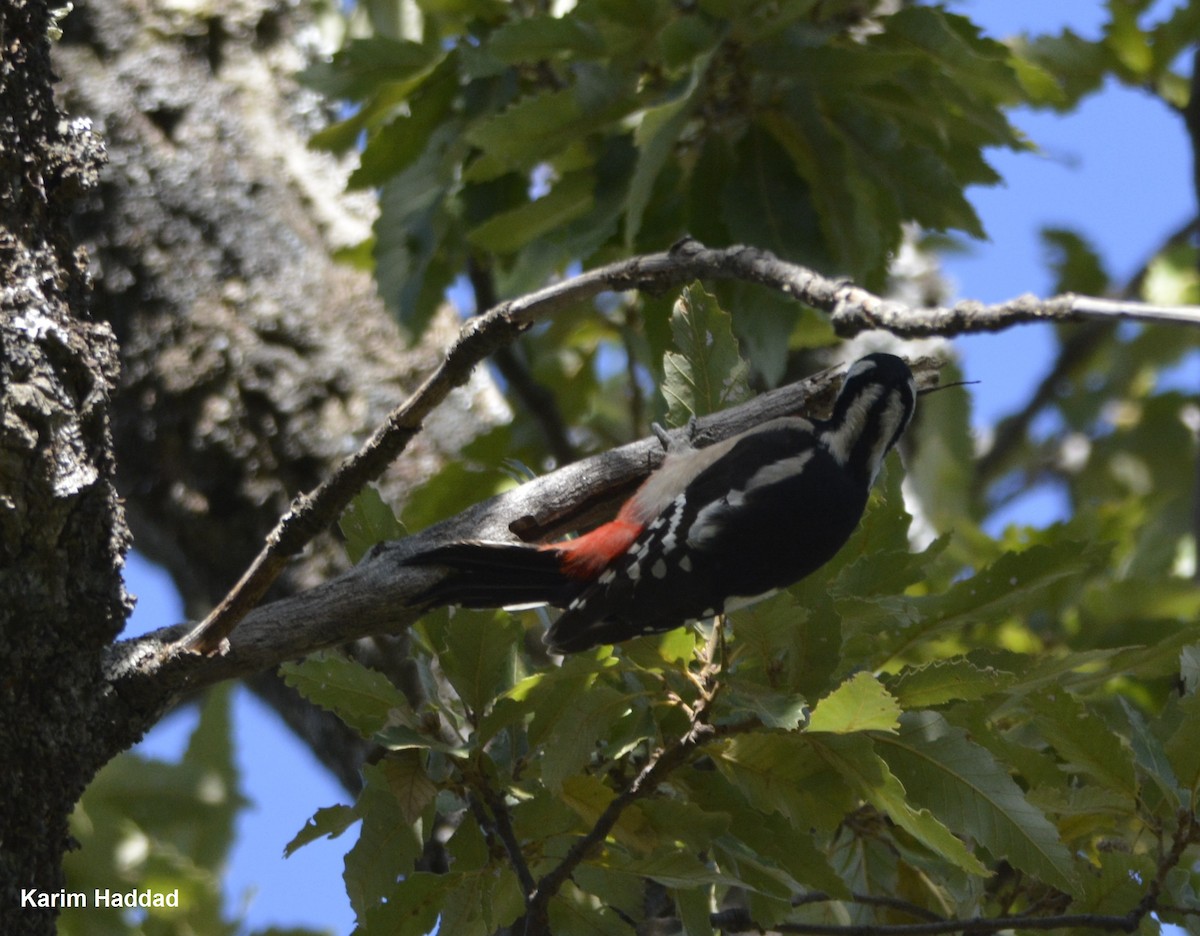 Great Spotted Woodpecker (Atlas) - ML510312881