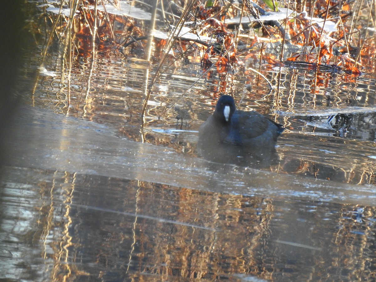 American Coot - Mary McKitrick