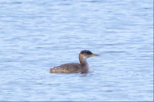 Red-necked Grebe - ML510314221