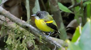  - Golden-winged Tody-Flycatcher