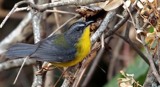  - Gray-and-gold Warbler