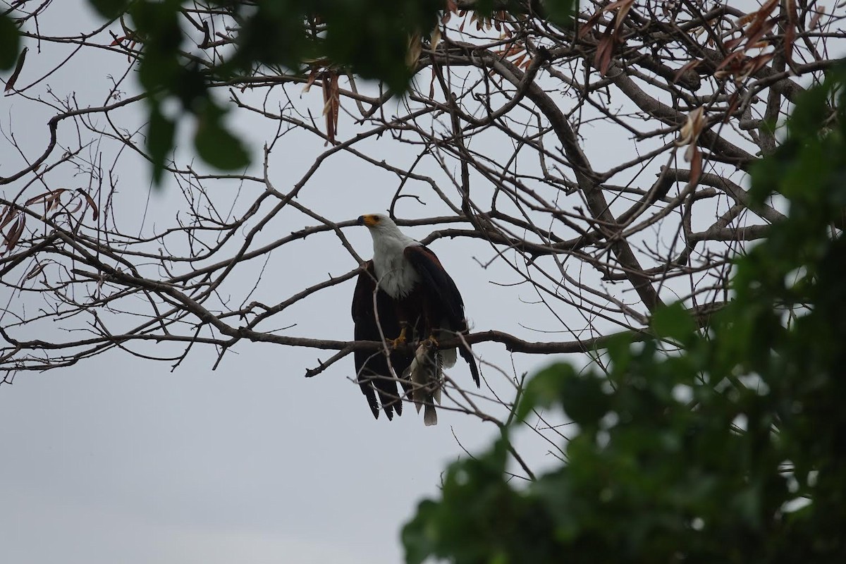 African Fish-Eagle - ML510327181