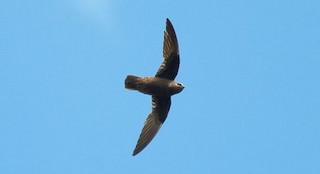  - Great Dusky Swift