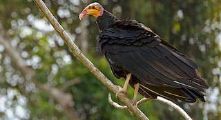  - Greater Yellow-headed Vulture