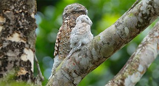  - Great Potoo