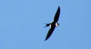  - Great Swallow-tailed Swift