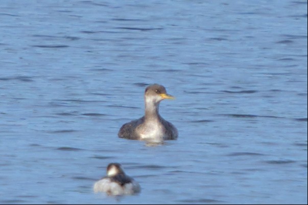Red-necked Grebe - ML510332031