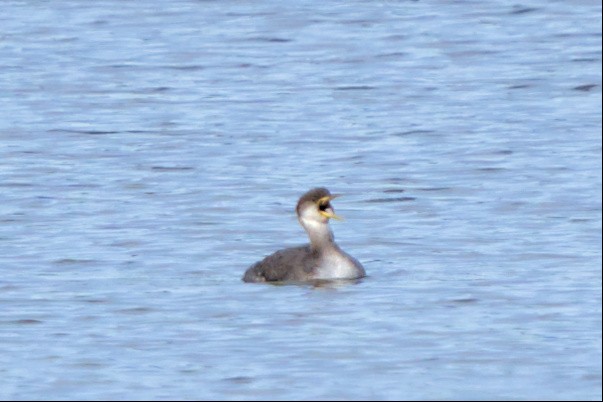 Red-necked Grebe - ML510332051
