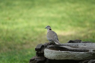 Ring-necked Dove, ML510332171