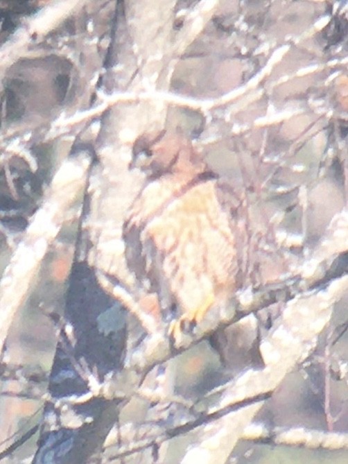 Red-tailed Hawk (abieticola) - ML510333171