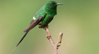  - Green Thorntail