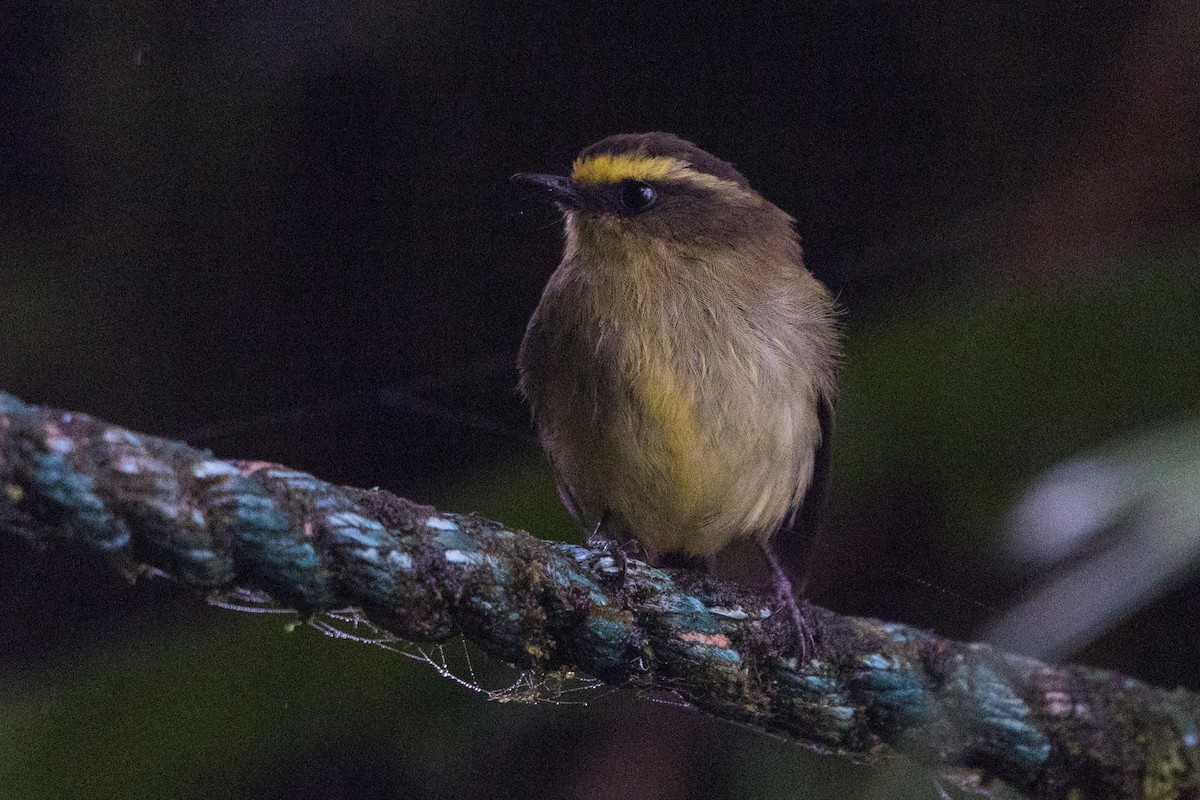Yellow-bellied Chat-Tyrant - ML510334841