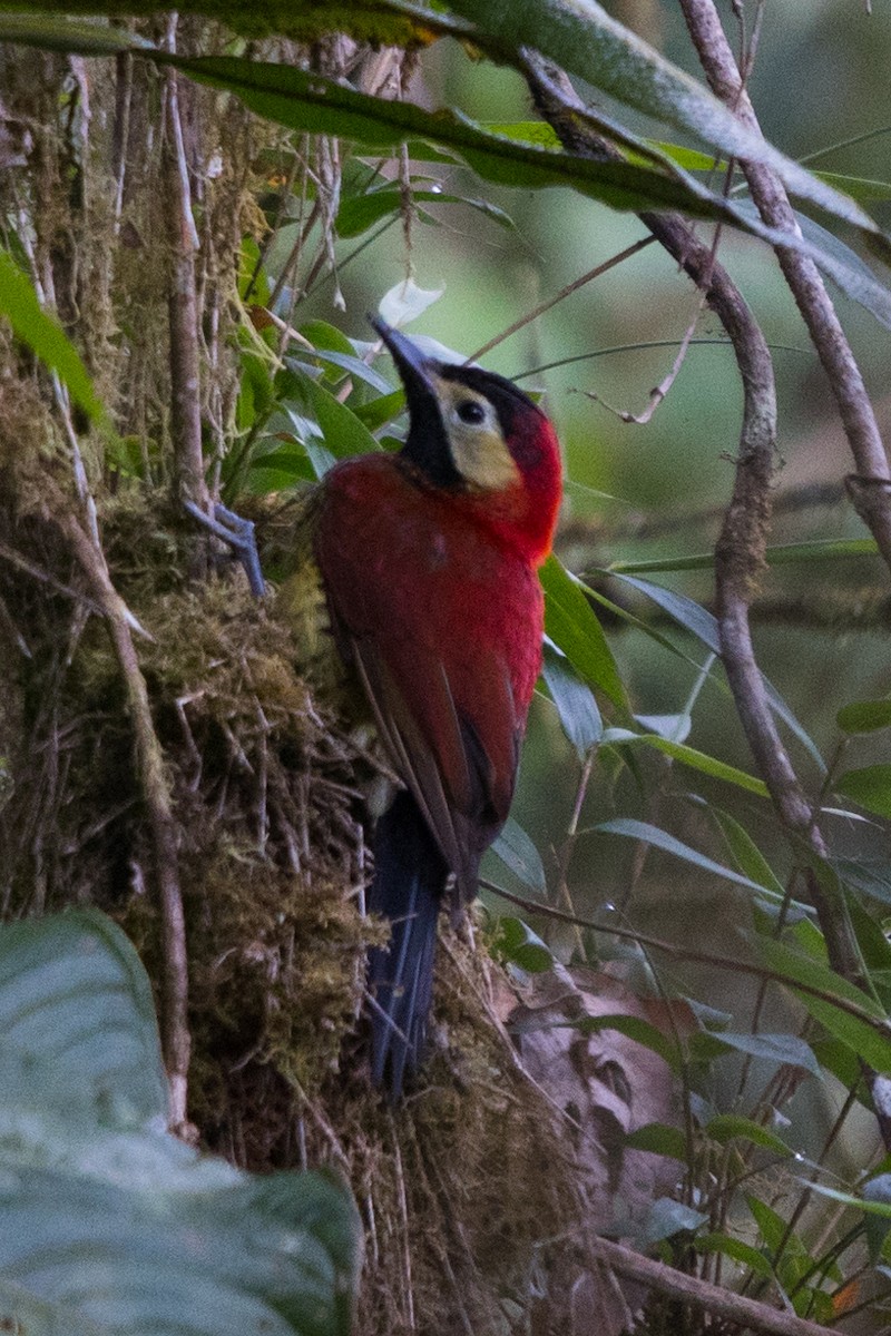 Crimson-mantled Woodpecker - ML510335621
