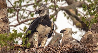  - Harpy Eagle