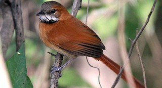  - Hoary-throated Spinetail