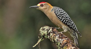  - Hoffmann's Woodpecker