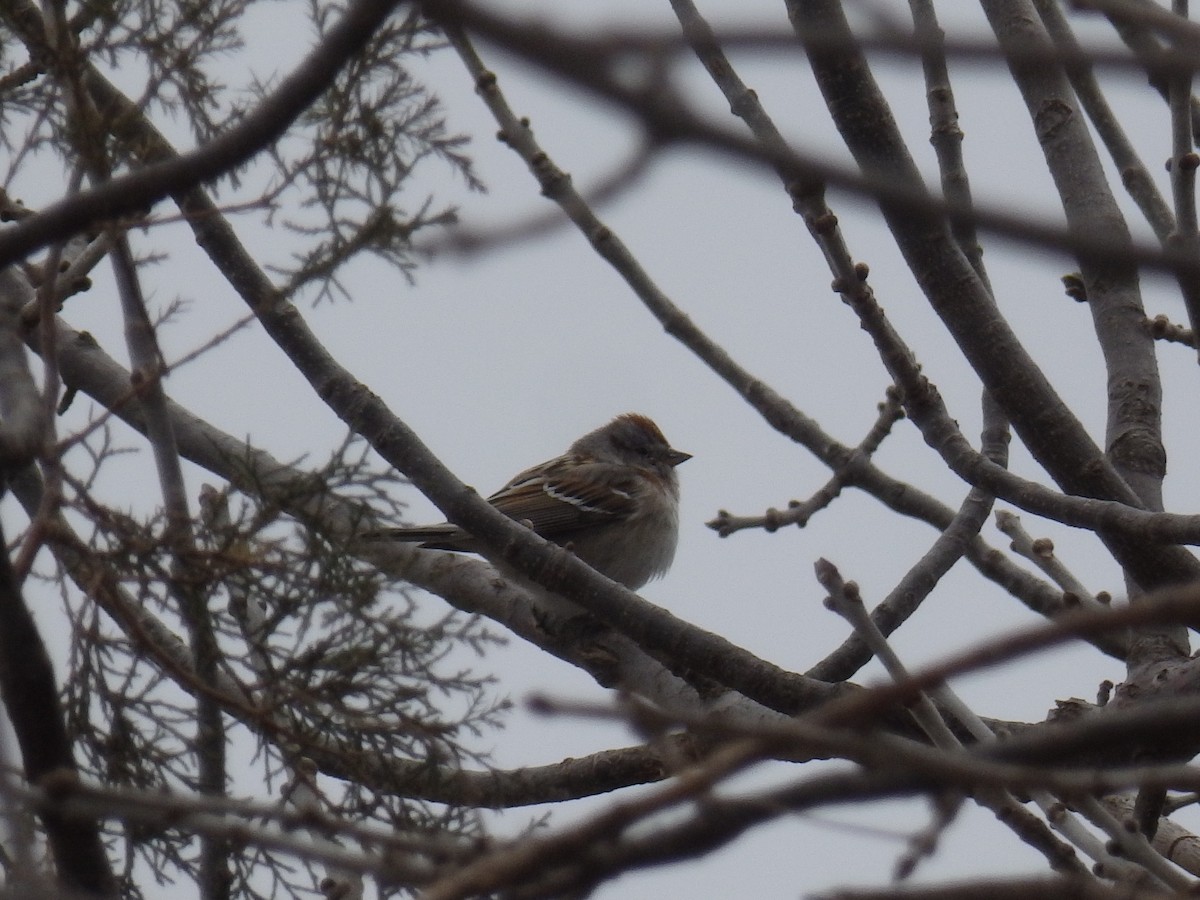 American Tree Sparrow - Dennis Shepler