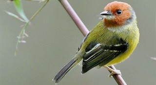  - Johnson's Tody-Flycatcher