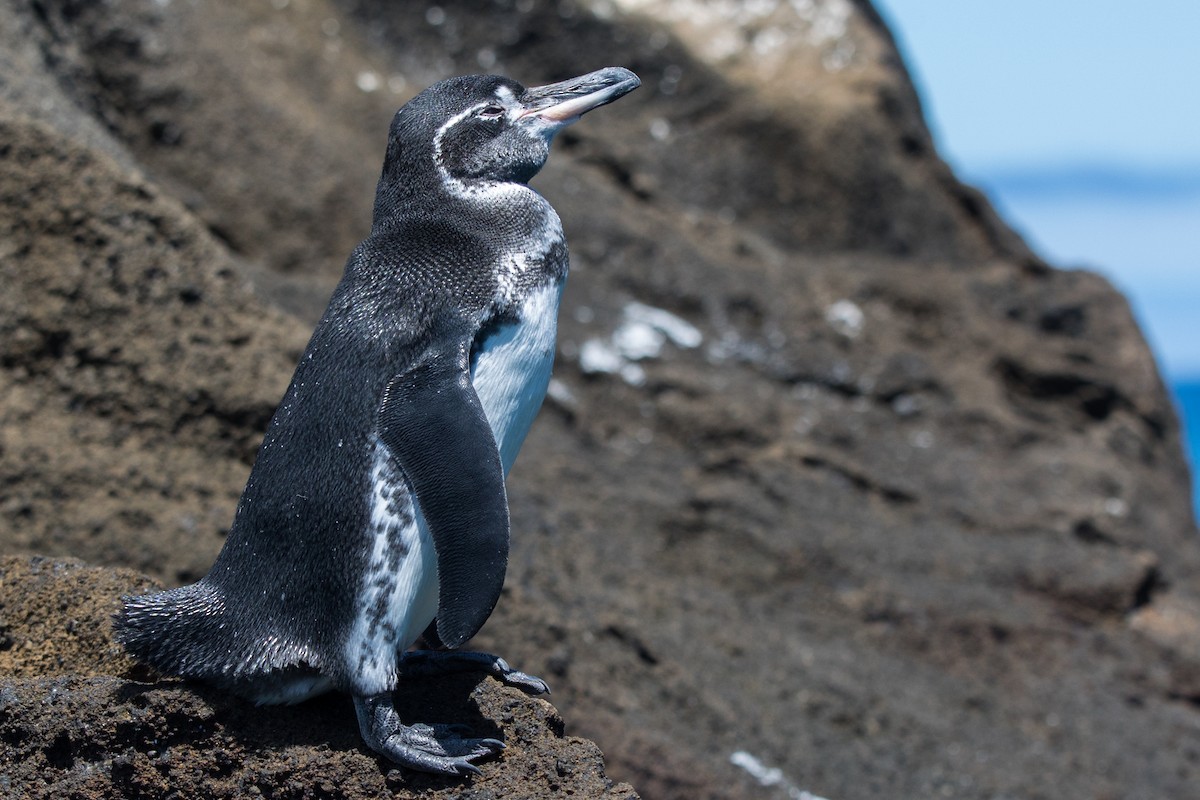 Galapagos Penguin - ML510348241