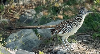  - Lesser Roadrunner