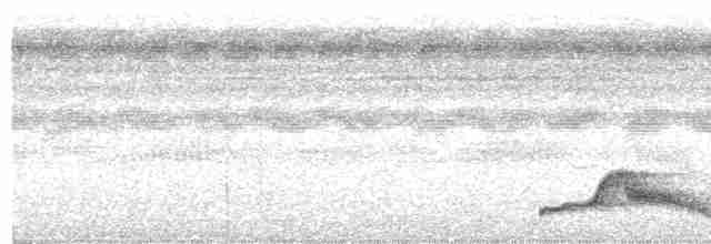 Pauraquenachtschwalbe - ML510349771
