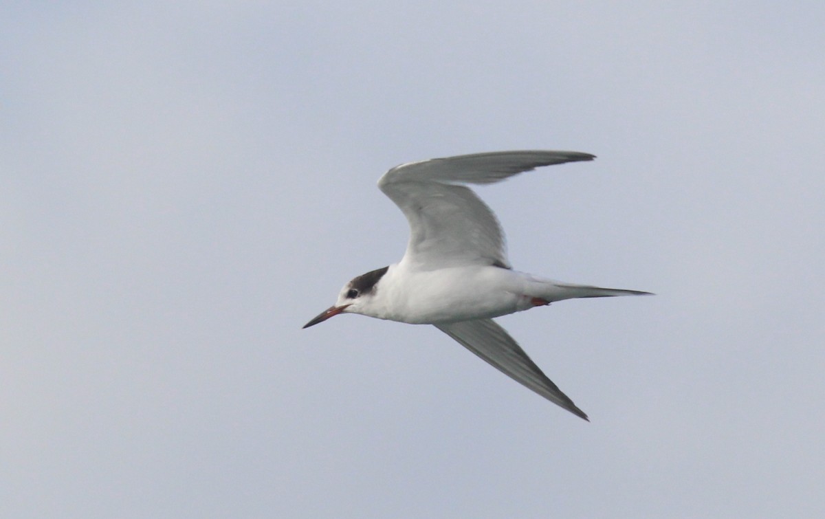 Common Tern - ML510351191