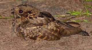  - Little Nightjar