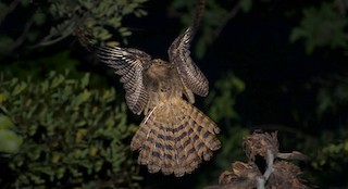  - Long-tailed Potoo