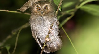  - Long-whiskered Owlet