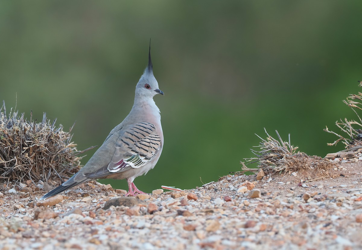 Crested Pigeon - ML510355161