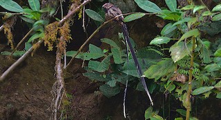  - Lyre-tailed Nightjar