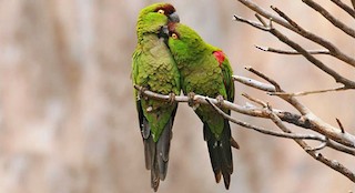  - Maroon-fronted Parrot